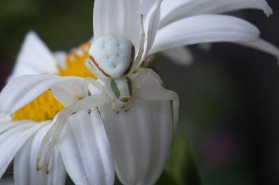 Misumena vatia