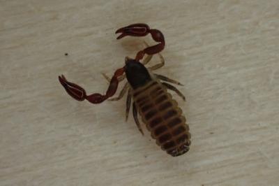 Withius hispanus