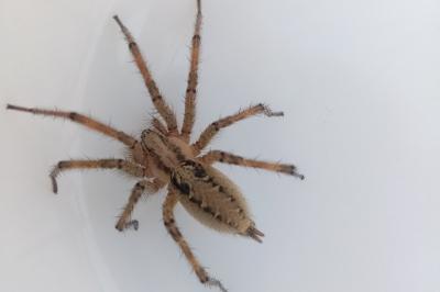 Agelena labyrinthica