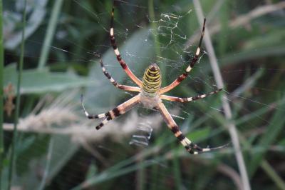 Argiope bruennichi