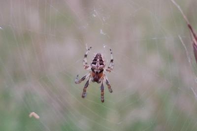 Larinioides cornutus