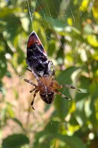 Araneus diadematus
