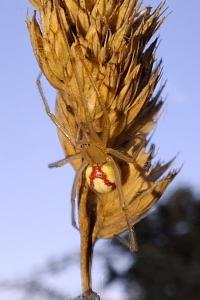 Enoplognatha