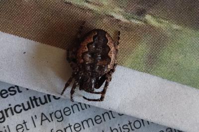 Nuctenea umbratica