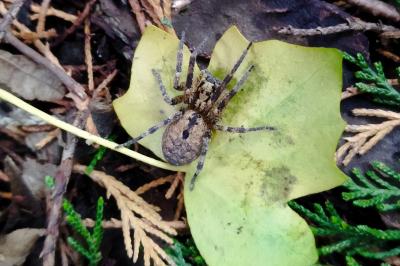 Zoropsis spinimana
