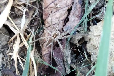 Pisaura mirabilis
