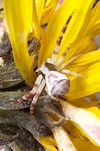 Thomisus onustus