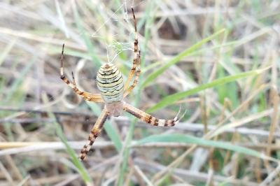 arachni1787864729