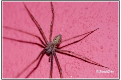 arachni1788714518