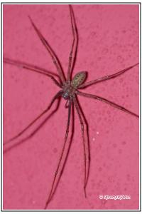 arachni1788714530