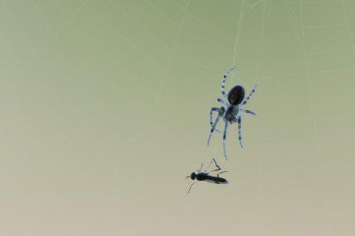 Araneus diadematus