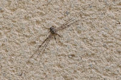 Dicranopalpus ramosus