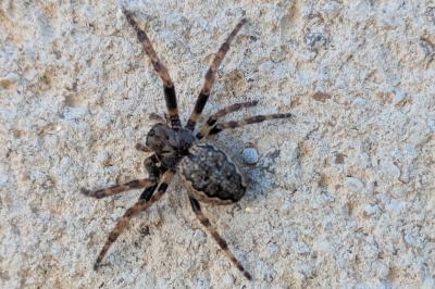 Zoropsis spinimana