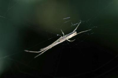 Tetragnatha