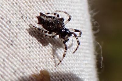 Cyclosa oculata