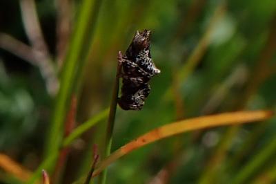 Cyclosa oculata