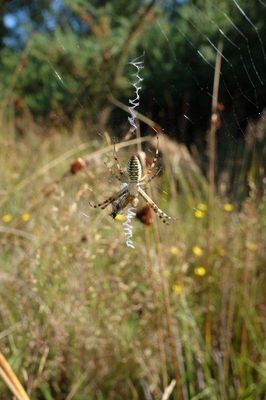 Argiope bruennichi