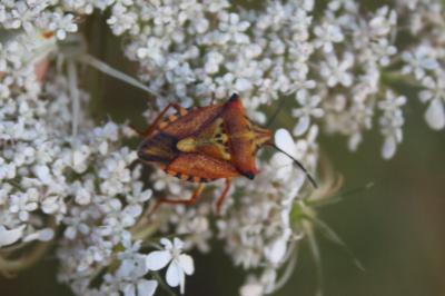 Carpocoris mediterraneus atlanticus