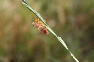 Palomena prasina