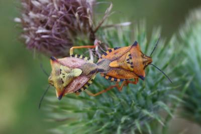 Carpocoris mediterraneus atlanticus