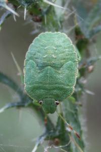 Palomena prasina