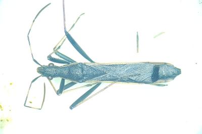 Micrelytra fossularum