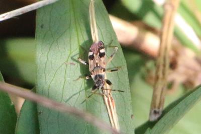 Beosus maritimus