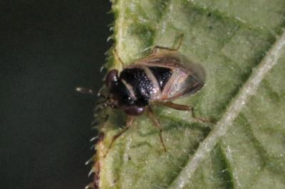 Geocoris megacephalus