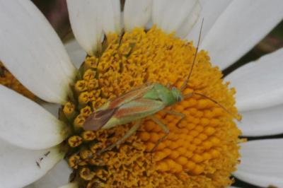 Closterotomus norwegicus