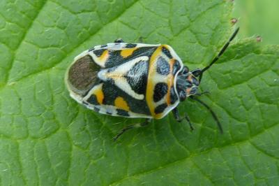 Eurydema ornata