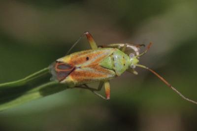 Closterotomus norwegicus