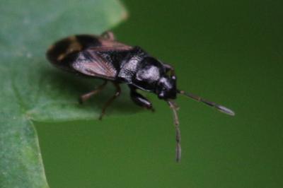Megalonotus praetextatus
