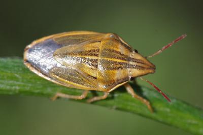 Aelia acuminata
