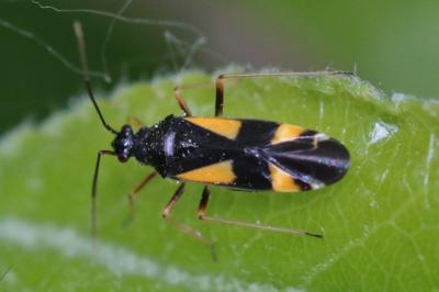 Dryophilocoris flavoquadrimaculatus