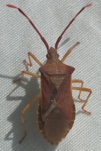 Gonocerus acuteangulatus