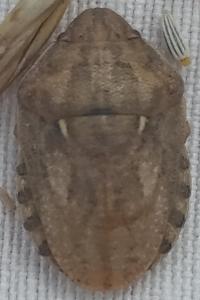 Eurygaster maura