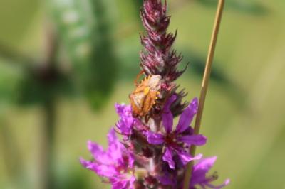 Carpocoris purpureipennis