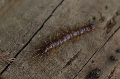 Lithobius forficatus