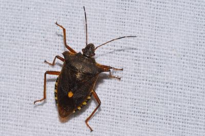Pentatoma rufipes