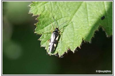Dryophilocoris flavoquadrimaculatus