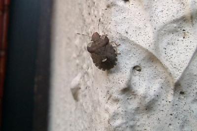 Dyroderes umbraculatus