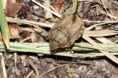 Eurygaster maura