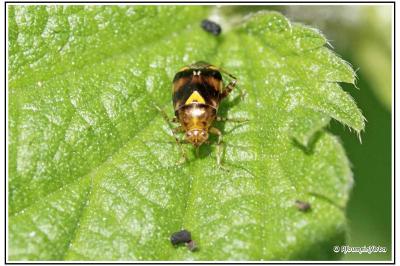 Liocoris tripustulatus