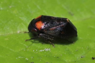 Penthimia nigra