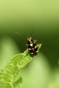 Liocoris tripustulatus