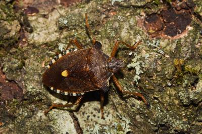 Pentatoma rufipes