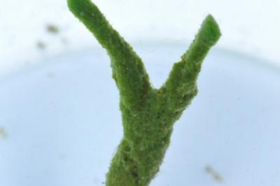 Spongilla lacustris