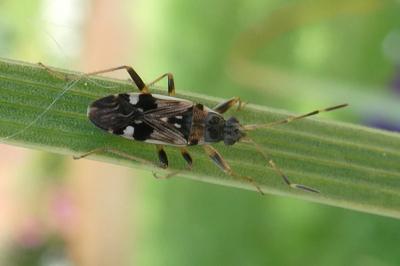 Beosus maritimus
