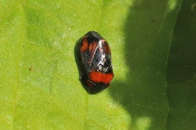 Penthimia nigra