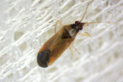 Phylus coryli